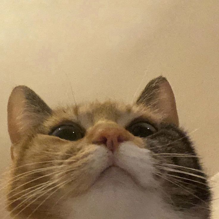 Funny Face